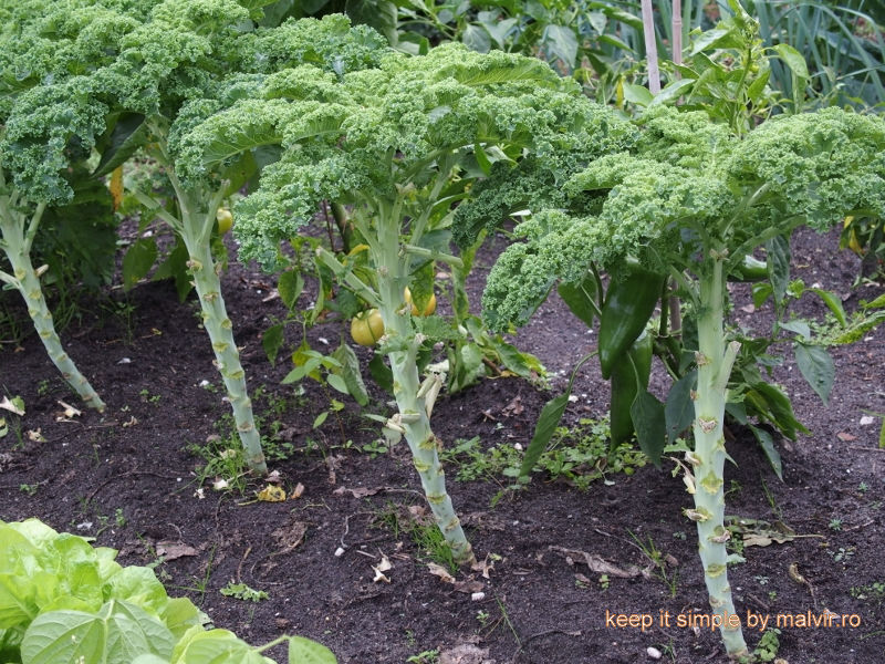 plata kale cu frunze mici peste iarna